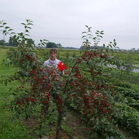 Saule Talsi